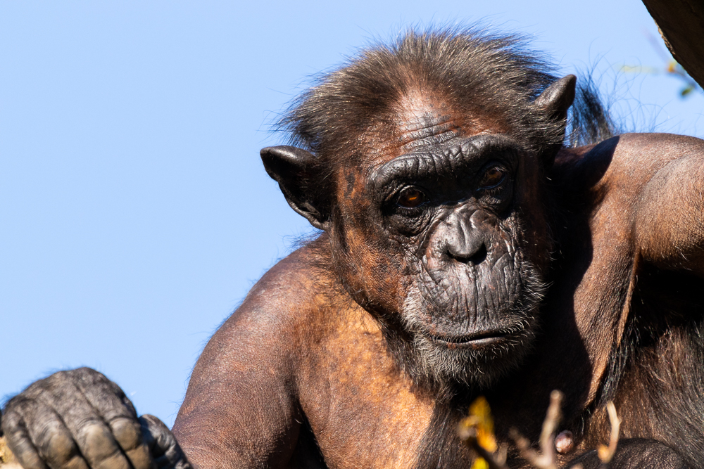Schimpanse